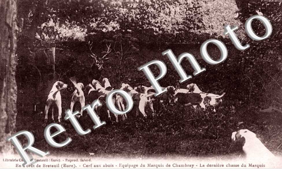 Cerf aux abois - equipage du marquis de Chambray