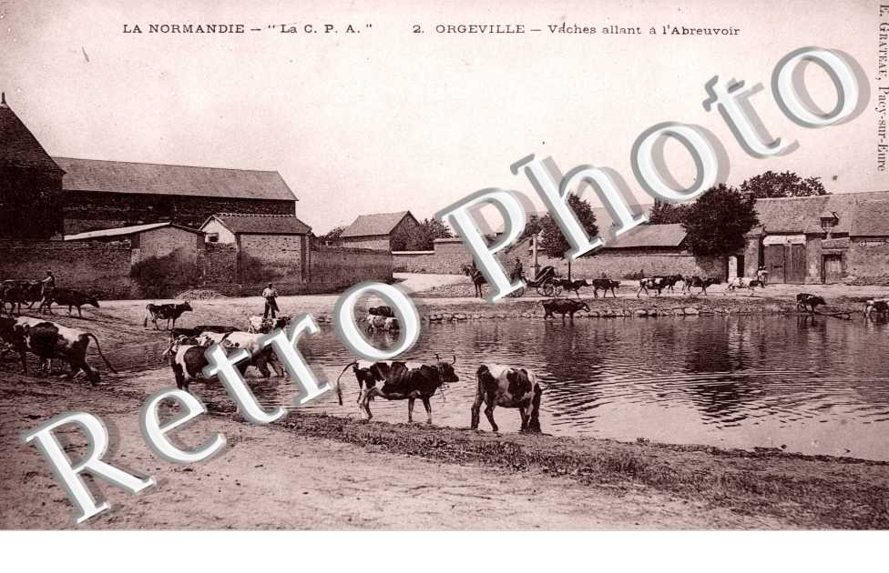Vaches allant a l&#039;abreuvoir