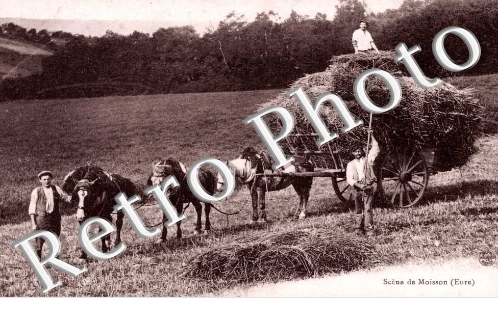 Scene de Moisson