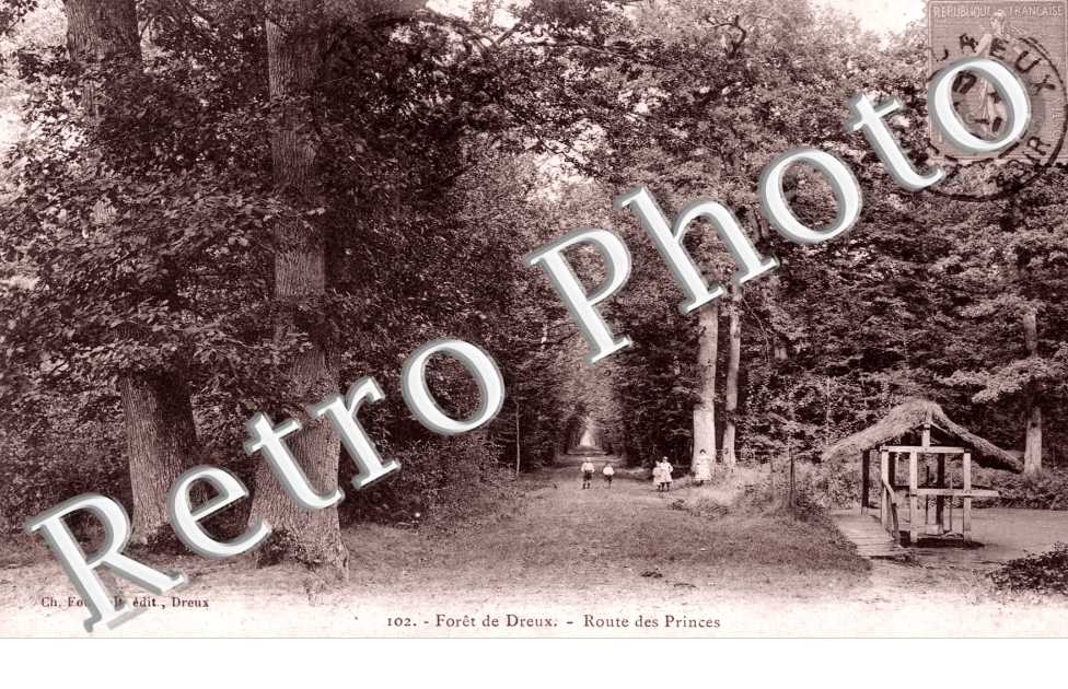 Route des princes - foret