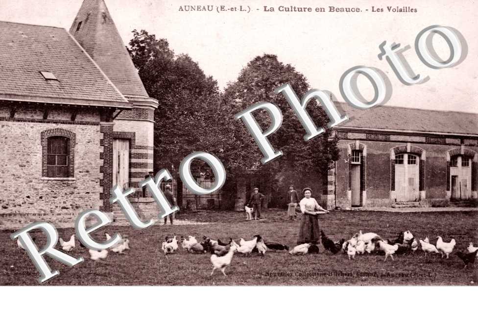 La Culture en Beauce, les Volailles