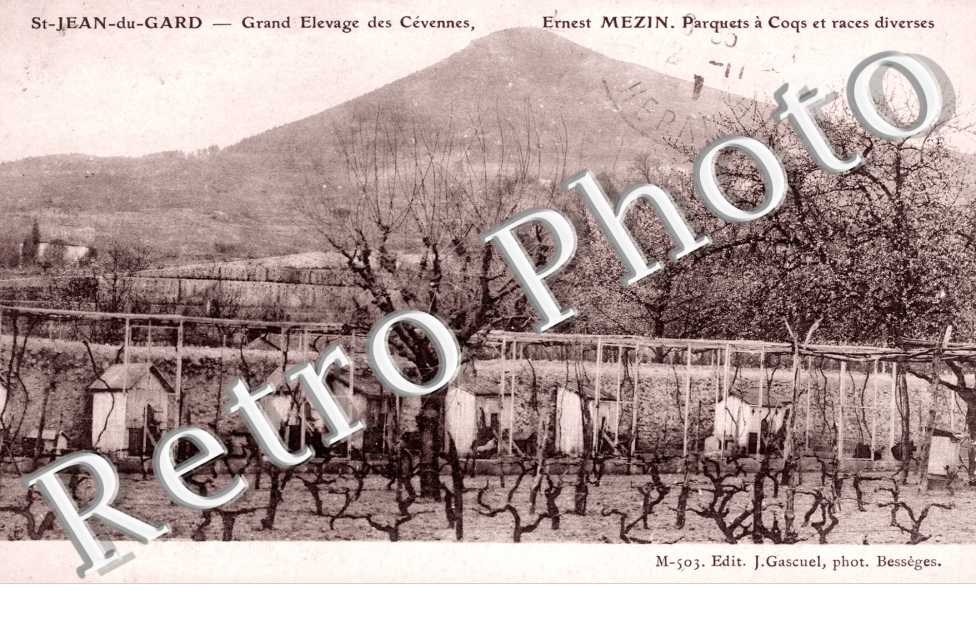 Grand elevage des Cevennes Enest Mezin parquest a coqs et races diverses
