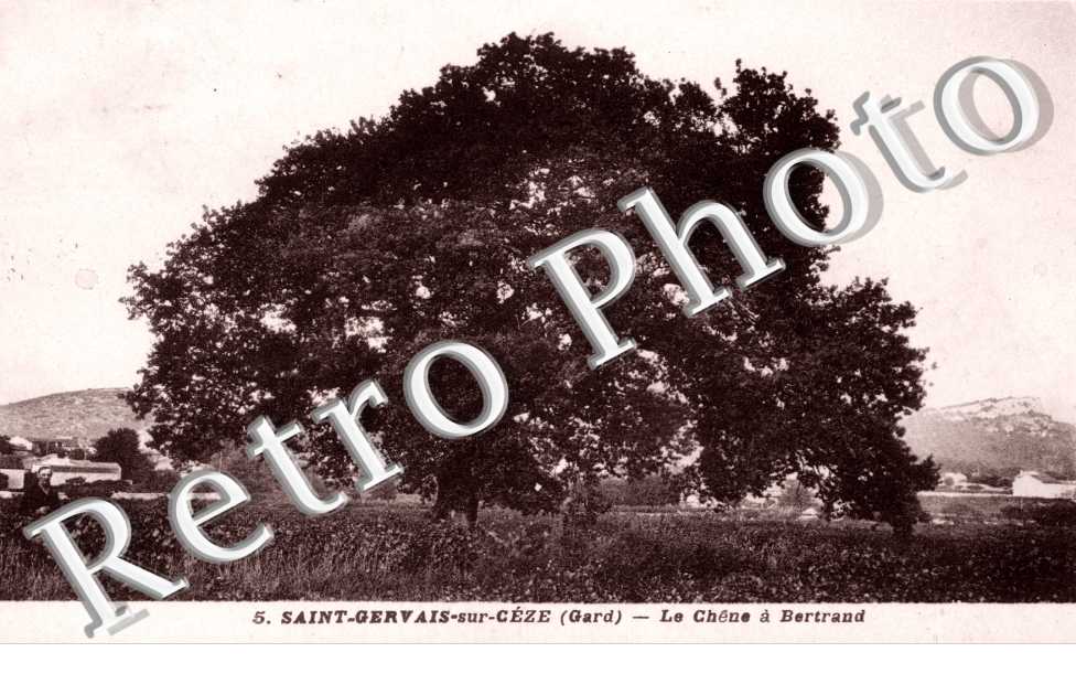 Le chene a Bertrand