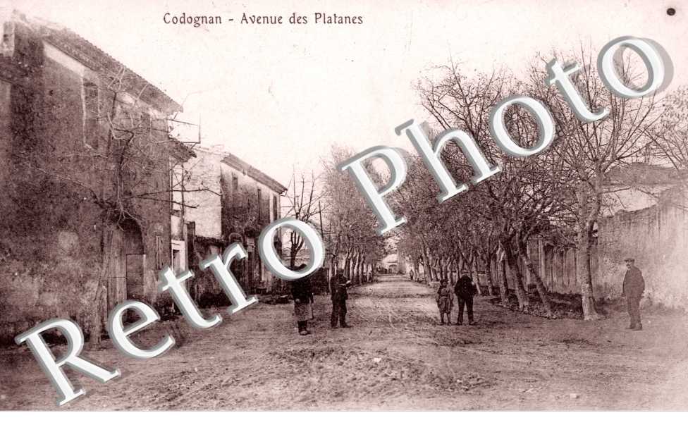 Avenues des platanes