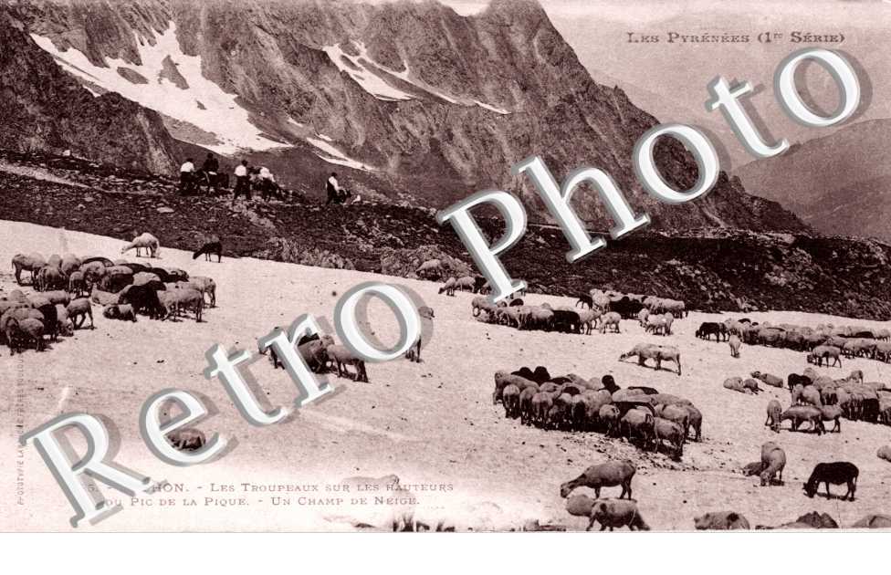 Les troupeaux sur les hauteurs du pic de la Pique