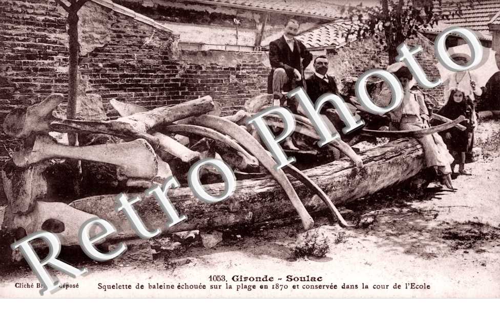 Squelette de baleine