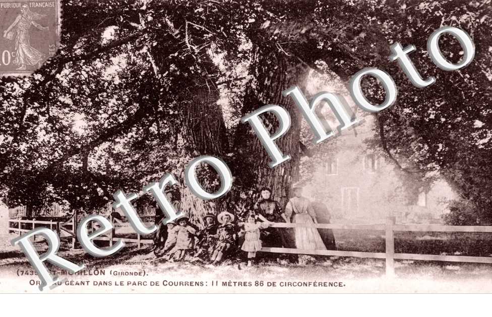 Ormeau geant dans le parc de Courrens