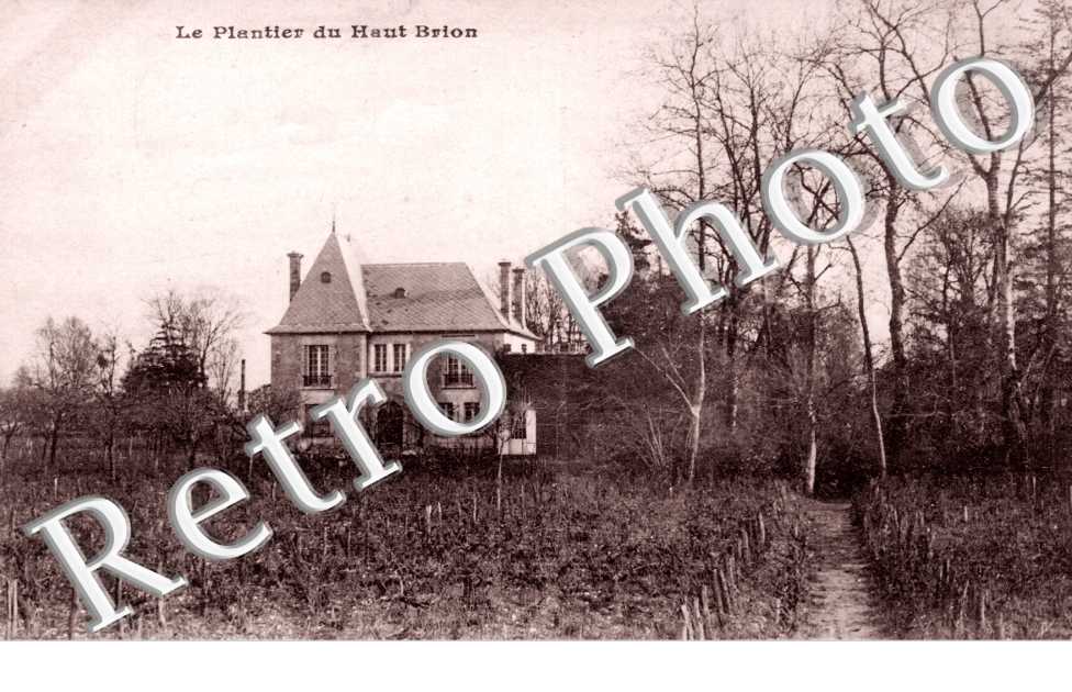 Plantier du  Haut Brion