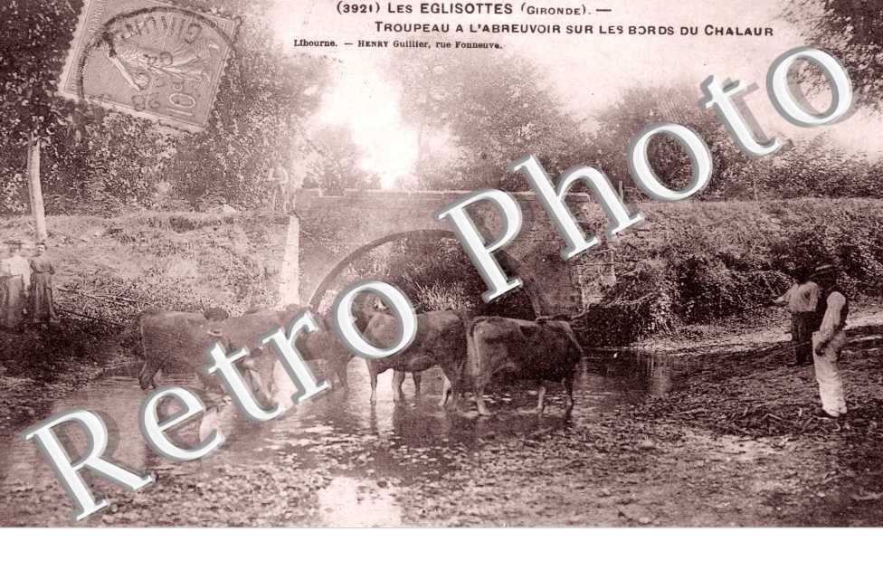 Troupeau a l&#039;Abreuvoir sur les Bords du Chalaur