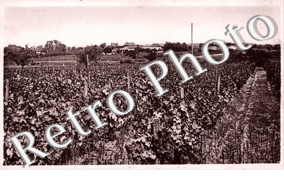 Les Vignobles - le Peyrat - Village Bonnin