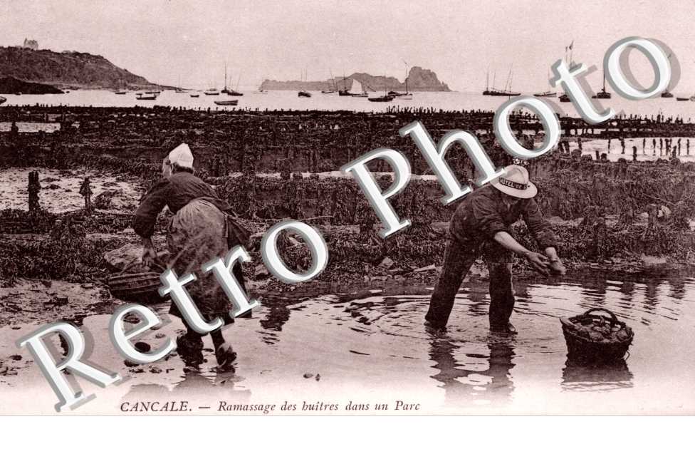 Ramassage des huitres dans un parc
