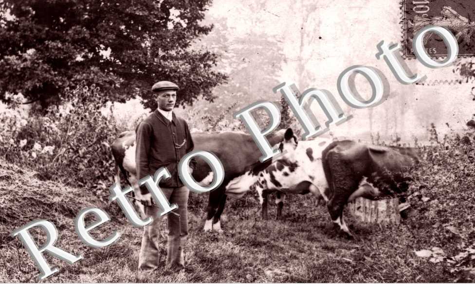 Un Paysan et ses vaches