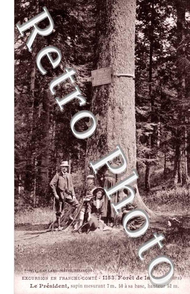 foret de la Joux -le President