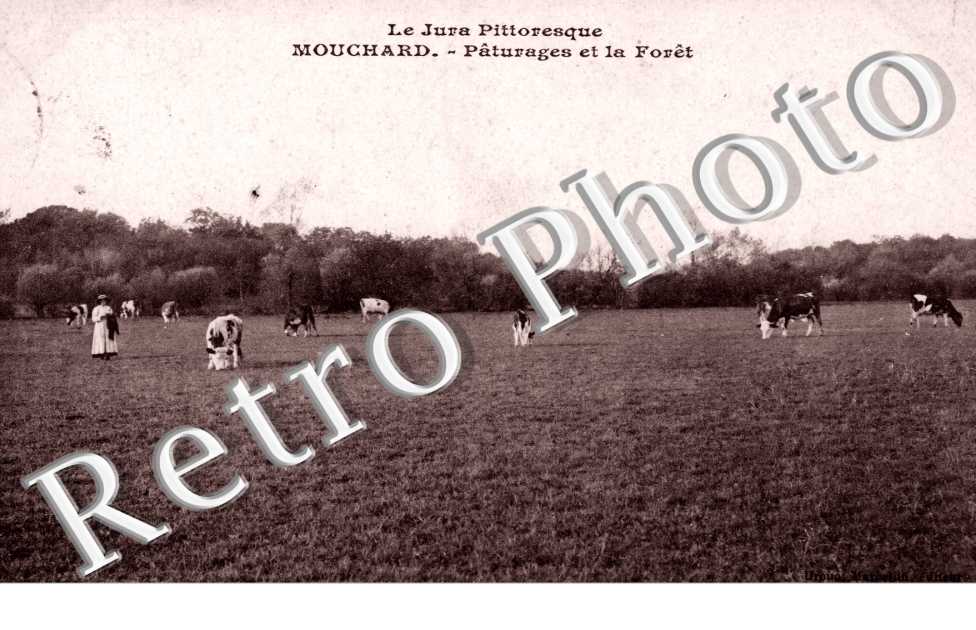 Paturage et Foret