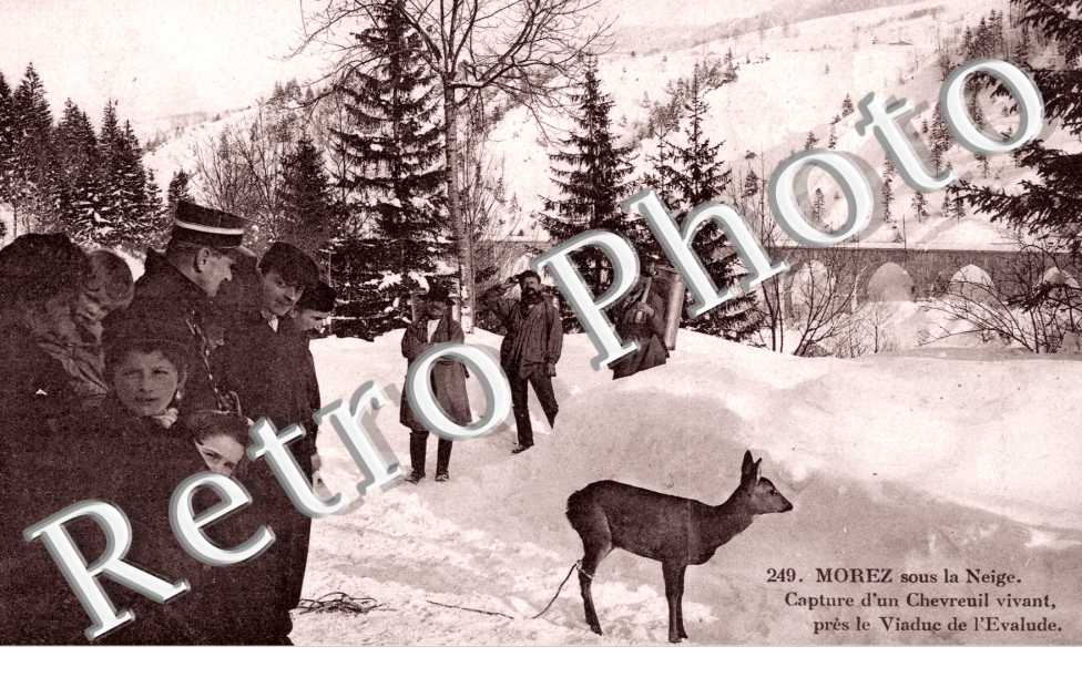 Capture d&#039;un Chevreuil