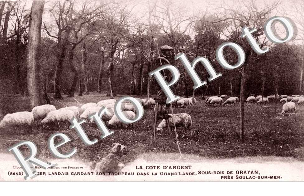 Berger Landais gardant son troupeau dans la Grand&#039;Lande sous-bois de Grayan