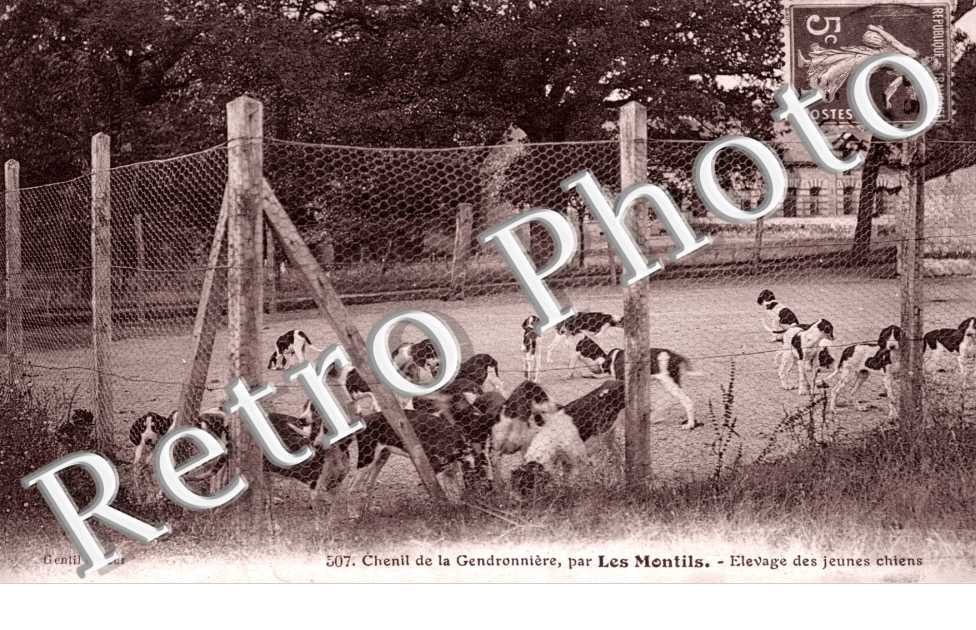 Chenil de la Gendronniere, Elevage de jeunes chiens