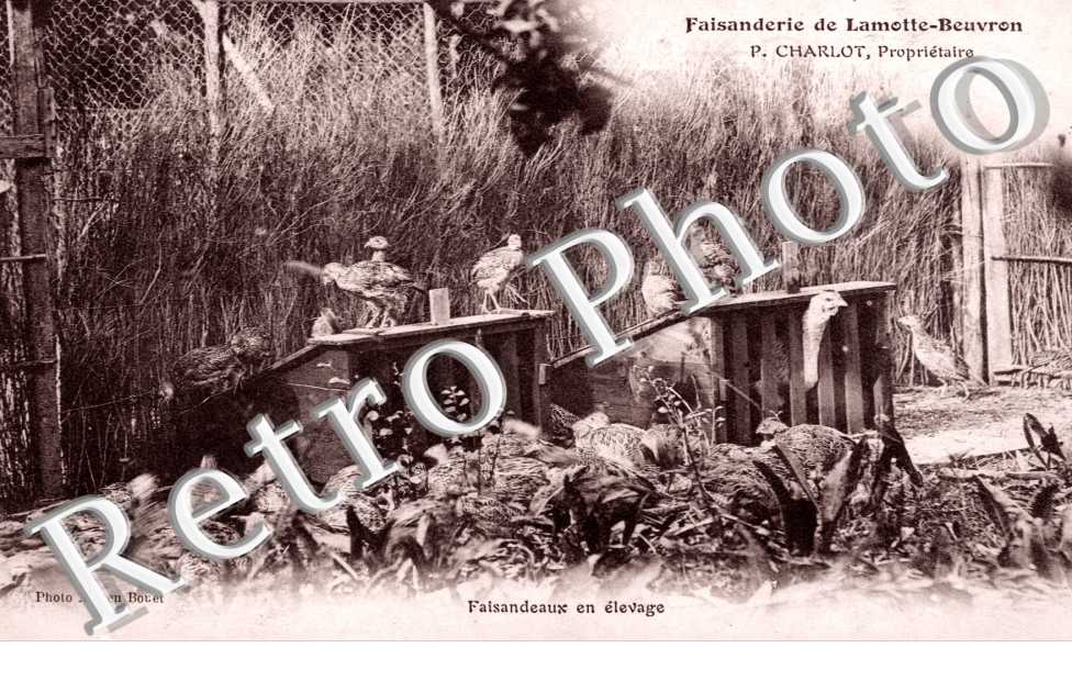 Faisanderie, P. CHARLOT