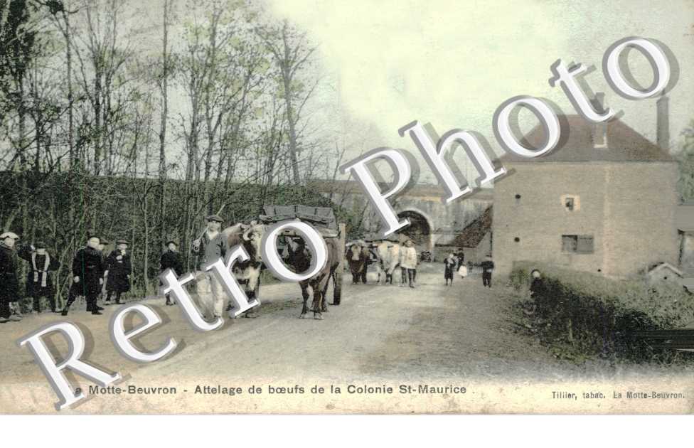 attelage de boeufs de la colonie Saint Maurice