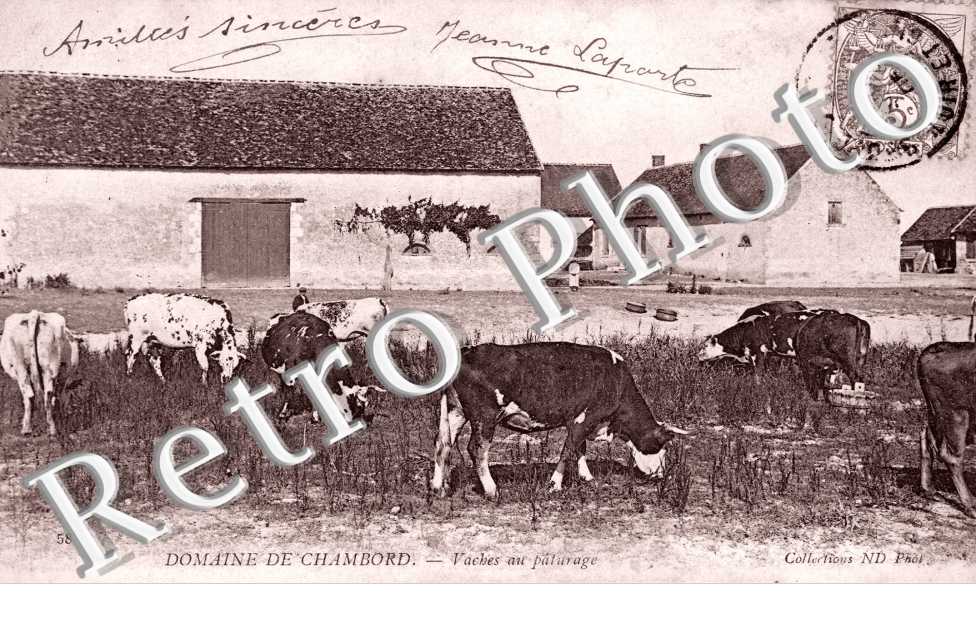 Vaches au paturages