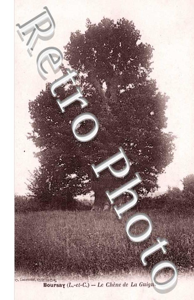 le Chène de la Guignière
