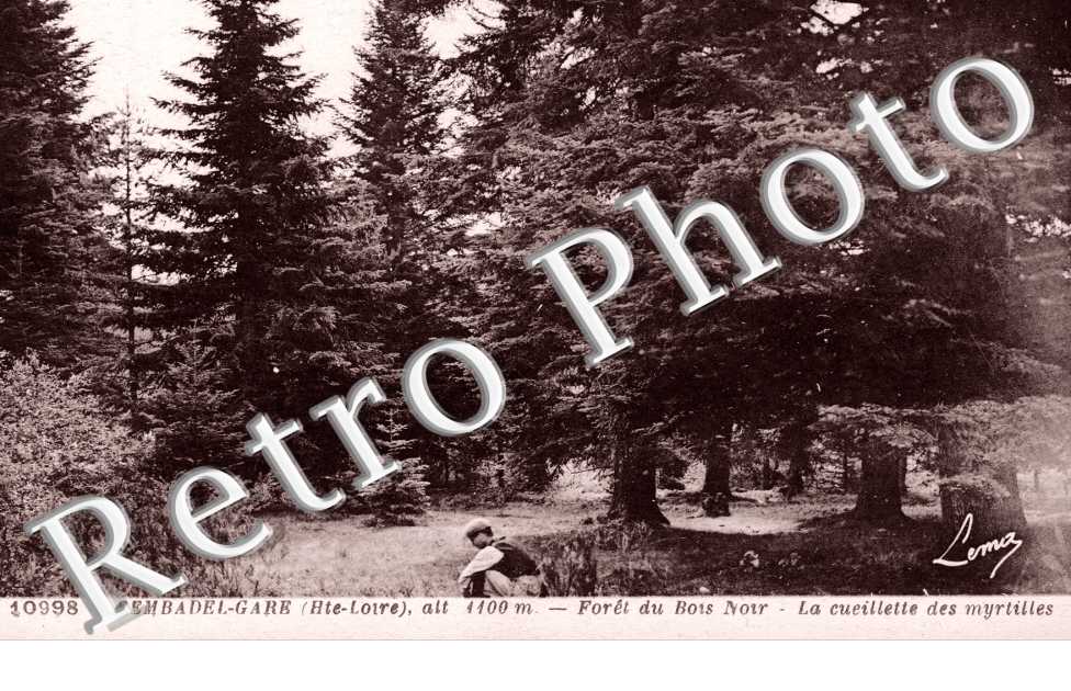 Sembadel-Gare, Foret du Bois-Noir, la Cueillette des Myrtilles