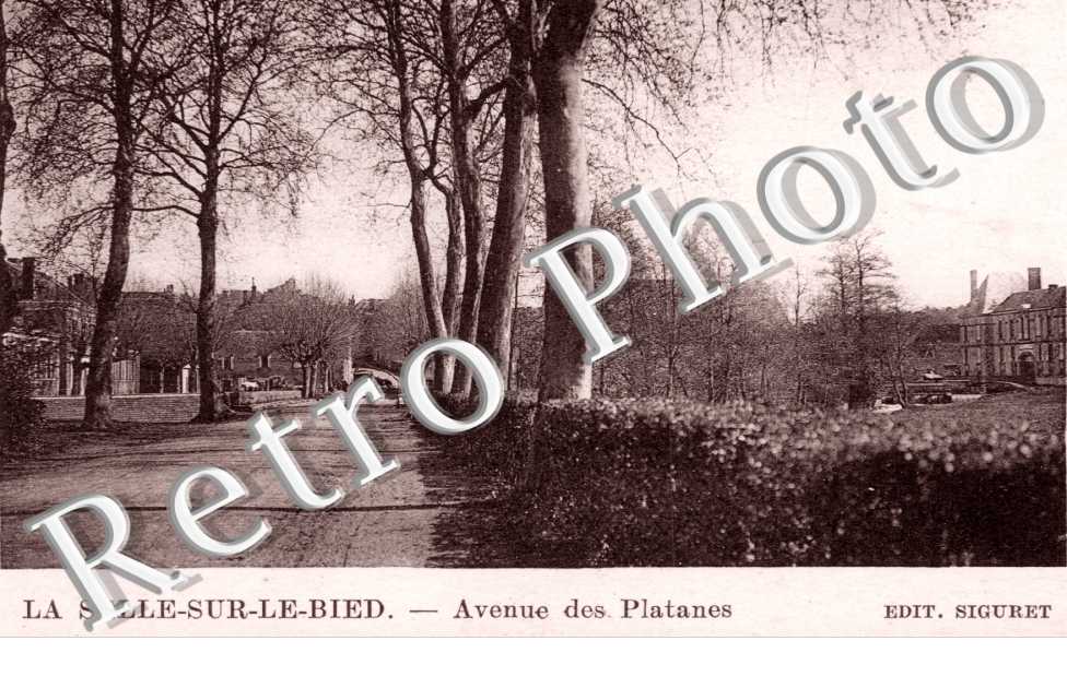 Avenue des Platanes