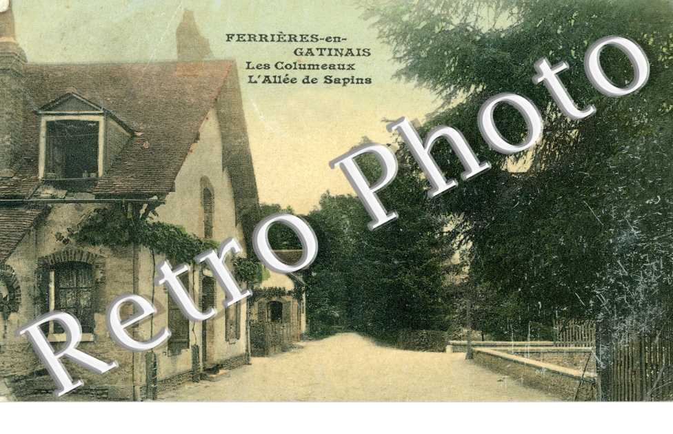 les Collumeaux, l&#039;allee de sapins (couleur)