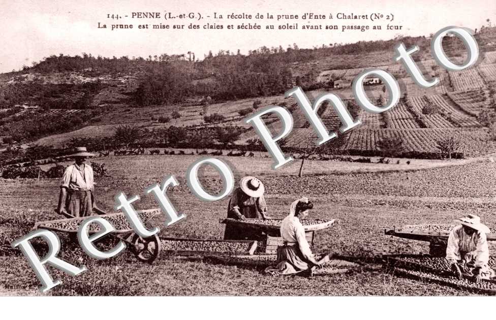La Recolte de la Prune d&#039;Ente a Chalaret