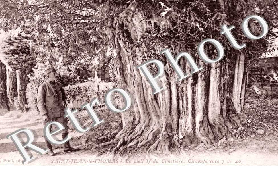 Le vieil If du Cimetiere - circonference 7m40
