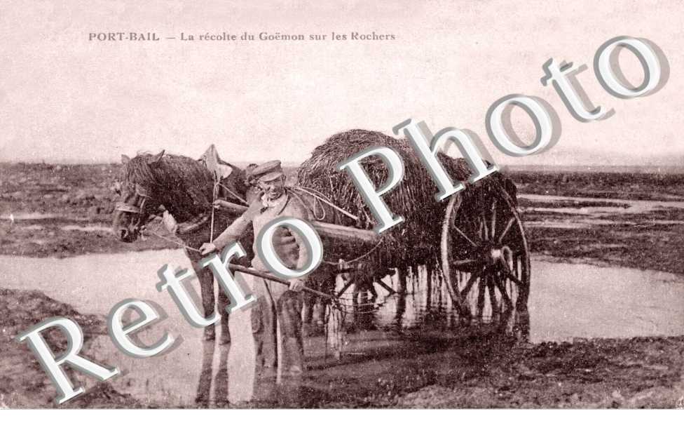 recolte du Goëmon sur les rochers