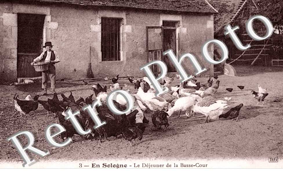 Dejeuner de la Basse Cour