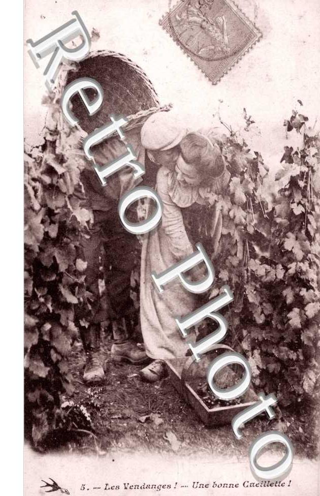 les vendanges Une bonne cueillette