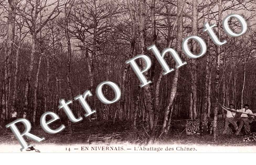l'abattage des chenes