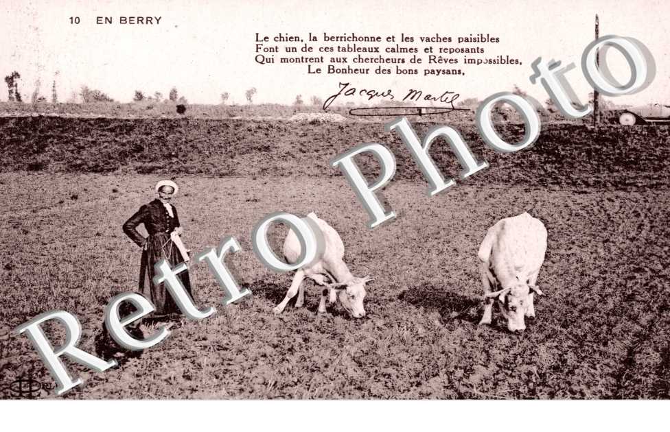 Le chien - la Berrichonne et les vaches paisibles