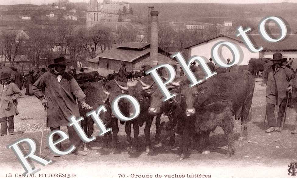 Groupe de Vaches laitieres