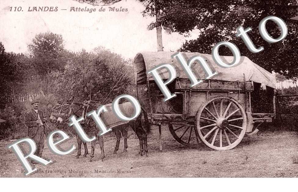 attelage de mules