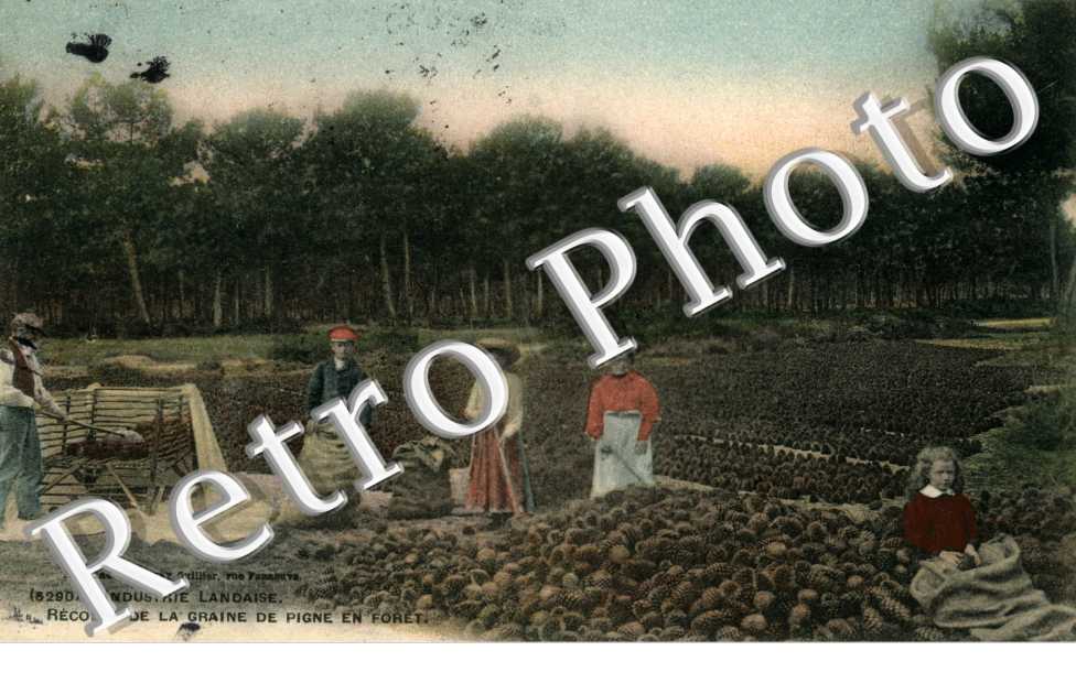 recolte de la graine de pigne en foret