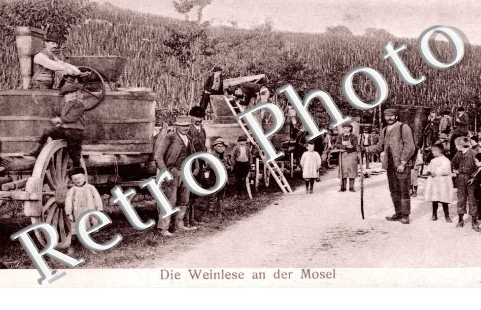Der Weinlese an der Mosel
