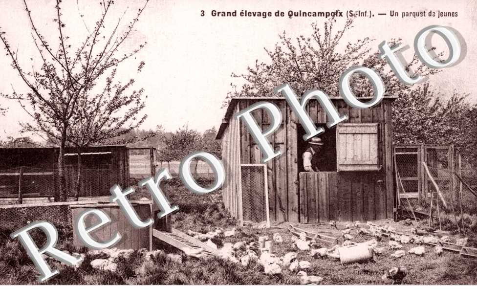 Grand elevage - Parquets de jeunes