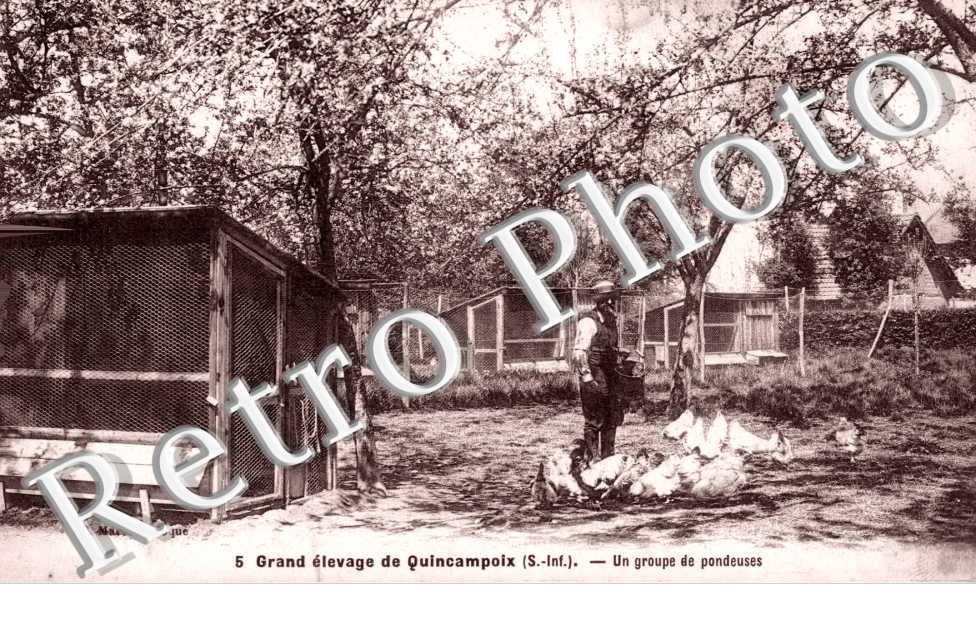 Grand elevage - Groupes de pondeuses