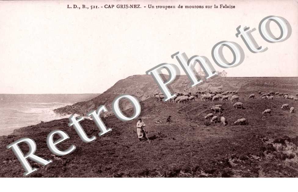 un troupeau de moutons sur la falaise