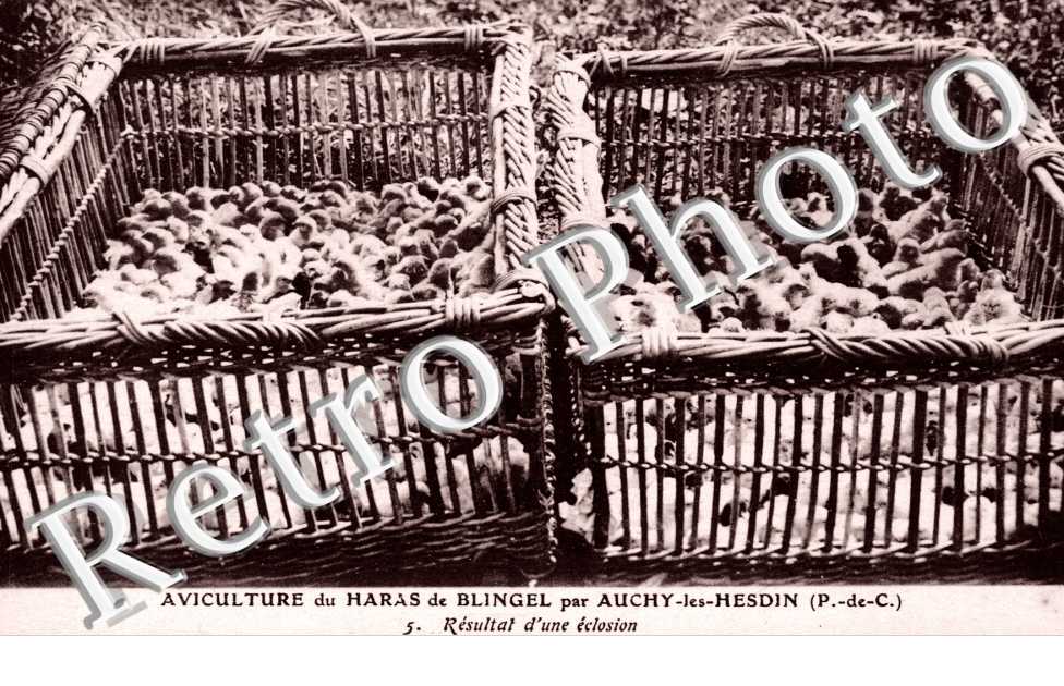 Aviculture du Haras de Blingel Resultat d&#039;une eclosion