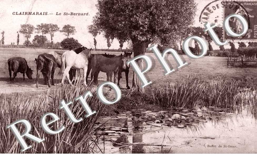 le Saint Bernard