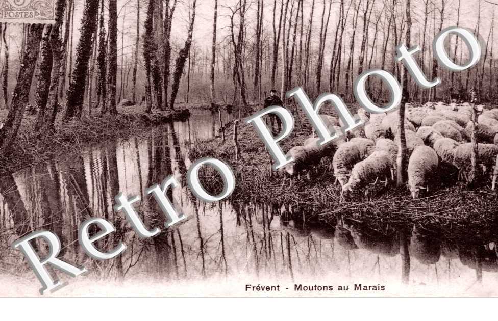 Moutons au Marais