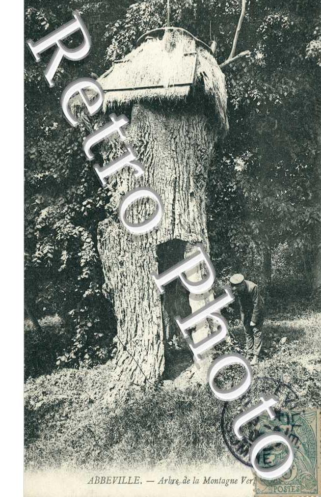 Arbre de la Montagne