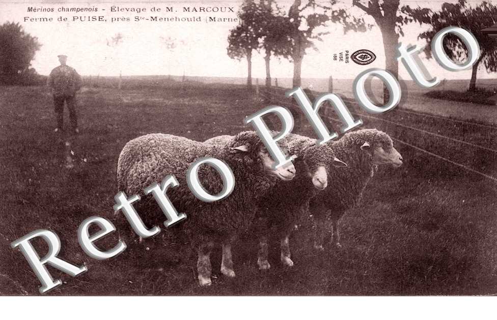 Ferme dePuise, Elevage de M. Marcoux