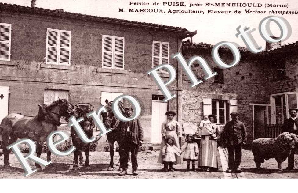 Ferme de Puise, M. Marcoux, eleveur de Merinos champenois