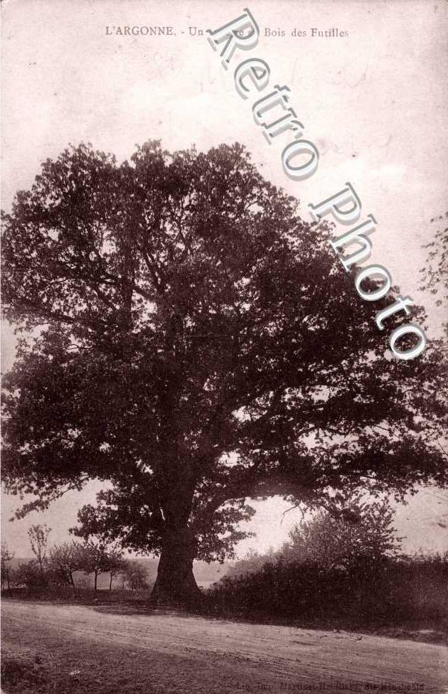 Ancetre au Bois des Futilles