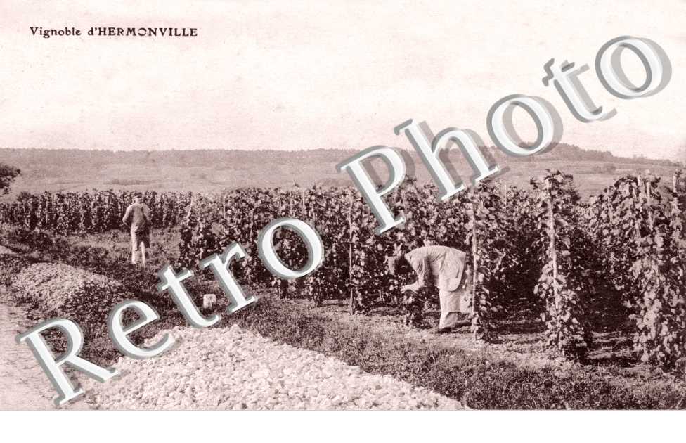 Vignoble